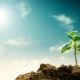 Pflanze spriest aus der Erde und wird von Sonne angestrahlt, vegane Ernährung hat positive Auswirkungen auf die Bodenqualität.